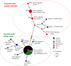 Image result for Cucumis aetheocarpus