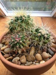 I think they'd make for great i'm sure there are so many more adorable cactus puns that would make for great cards for significant others. Triplets If Purchasing A Cactus Look For Plants With Multiple Heads These Can Be Easily Divided And Used In Different Plants Cacti And Succulents Succulents