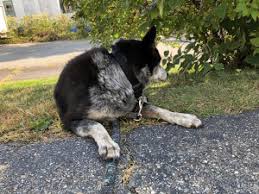 Something extraordinary happens when pets and people connect. Rehoming Your Dog In Ellsworth Me Rehome By Adopt A Pet Com