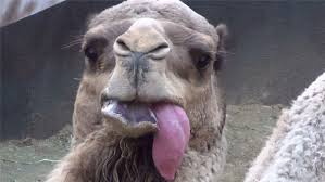 Spitting spreading diseases is in first world countries a really slim chance. Why Does The Camel Spit Out A Pink Ball Of Meat In Its Mouth Is It Its Stomach Or Is It A Tumor Inews