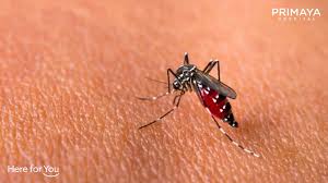 Oleh sebab itu, pemeriksaan dapat dilakukan dengan menekan bagian tendon atau perut untuk melakukan diagnosis awal. Kenali Gejala Dan Tanda Tanda Demam Berdarah Dengue Primaya Hospital