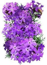 Image result for Verbena × teasii