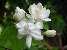 We did not find results for: Jasmin Blume Tapete Bunga Melati 1024x768 Wallpapertip