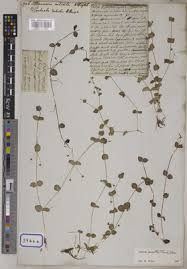 Image result for Linderniella pusilla