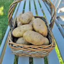 High resistance to scab. there's some evidence to indicate that this variety came directly up the west coast during the voyages of discovery in the 16th century. Fingerling Potatoes Garden Org