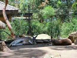Tarongga Sydney Australia Zoo Zoo Australia Animals