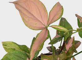 Image result for Syngonium
