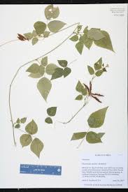 Image result for Rhynchosia chapmanii
