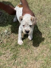 Check spelling or type a new query. Boxer Puppies For Sale Guyton Ga 350638 Petzlover