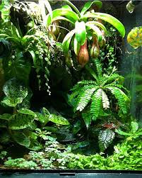 12x12x18 Exo Terra Galactonotus Dart Frog Vivarium Bromeliad Moss Carnivorous Plant Monsoon Solo Dart Frog Vivarium Plants Carnivorous Plants