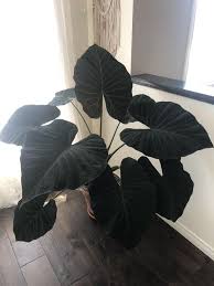They will die down during winter if left. Regal Shield Alocasia Or Black Magic Colocasia Indoor Plants Plants Pretty Plants