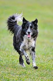 Running Collie Dog Breed Info Border Collie Border Collie Dog