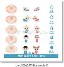 Baby Teething Chart Art Print Poster