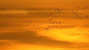 Birds Flying In The Sky Sunset Amazing Beautiful Orange Sky Sunset With Duck Birds Flying Orange Sky Birds Flying Duck Bird