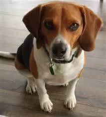 Target.com has been visited by 1m+ users in the past month When Beagles Chew Or Lick Their Paws