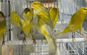 The Rasmi: a radical breed - Cage ...