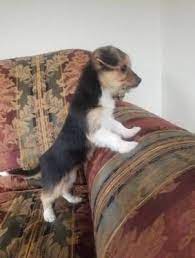 Yorkie Mix Pups Yorkie Mix Yorkie Pup