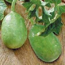 Image result for Cucumis engleri