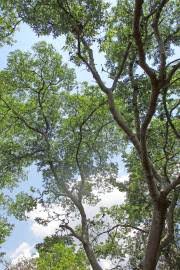 Image result for Celtis zenkeri