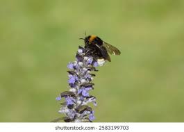 Image result for Bombus bohemicus