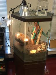 I Need Help Fast Before Petsmart Closes On Moonlight Hca Hermit Crab Association