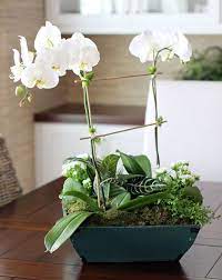 Diy Orchid Centerpiece Diy Orchids Orchid Centerpieces Orchid Flower Arrangements