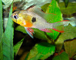 Pix 4/20/20 good afternoon, i. Bolivian Ram Cichlid Care Size Tank Lifespan Food Seafish