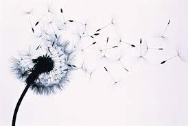 Monochrome Flower Stock Photos And Images Dandelion Tattoo Design Watercolor Dandelion Tattoo Dandelion Tattoo