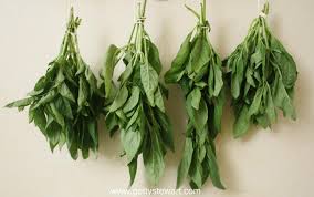 What is the best way to preserve basil? How To Cut And Dry Basil Getty Stewart