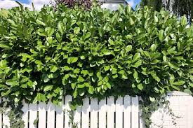 Der abstand gibt der lorbeerhecke ausreichend platz zum wachsen und erleichtert den späteren rückschnitt der blätter und triebe. Kirschlorbeer Pflanzen Pflegen Vermehren Schoner Wohnen