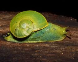 Pin By Sandy Butler On Snails Snail Snails In Garden Molluscs