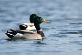 Nằm mơ thấy con vịt trời. Vá»‹t Trá»i Cac Mon Äƒn Ä'á»™c Ä'ao Va Bá»• DÆ°á»¡ng Amthuctienvua