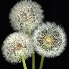 Dandelions Dandelion Flower Dandelion Dandelion Seed