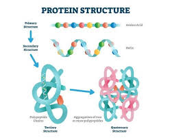 Origins of Cell Compartmentalization | AP Biology | Biology Dictionary