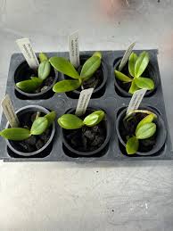 Image result for Oeceoclades decaryana