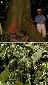 Image result for Macaranga spinosa