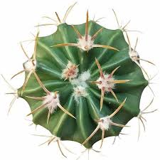 Pin On Plant Art