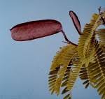 Image result for Brachystegia allenii × boehmii
