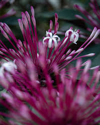 Image result for Geigeria brevifolia