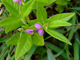 Image result for Polygala persicariifolia