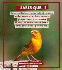 Rambla méndez núñez, 41 alicante 03002. Sabesque El Corazon De Un Canario Terraviva Tienda De Animales Facebook