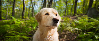 Golden Retriever Kopek Cinsi Hayvangiller