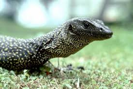 How many transforms could be combined together? Spotlight On Guam S Monitor Lizard Stripes Guam