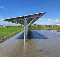 水田を活用し、新規格の営農型・一本足架台で栽培するマコモダケ ...