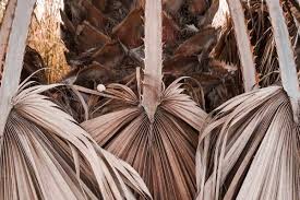 Most people do and sometimes fail to realize the signs of an overwatered palm tree. How To Tell If A Palm Tree Is Dead And How To Revive It Garden Tabs