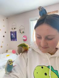 What are the odds of finding a lost budgie?