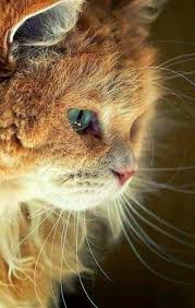 Pin By Kathryn Reeder On Kedi Cats Pretty Cats Pets