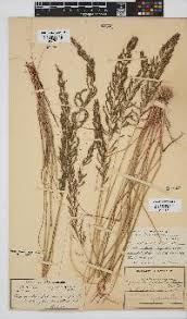 Image result for Pogonarthria