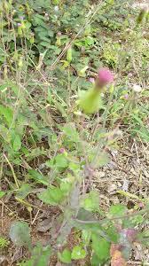 Image result for Emilia discifolia