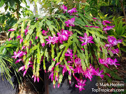Check spelling or type a new query. Toptropicals Com Schlumbergera X New Deal